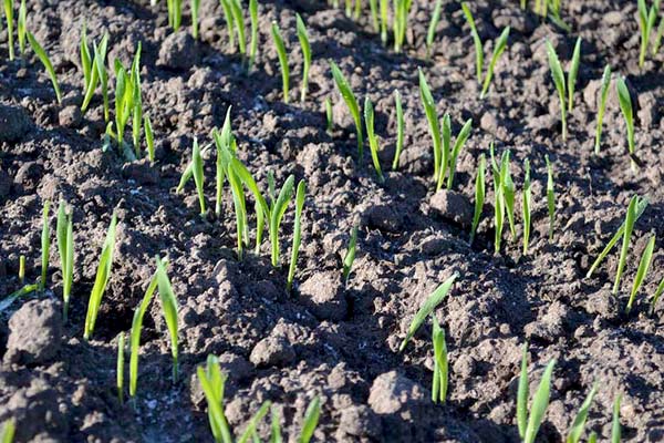 MultipartFile resource [file_data]