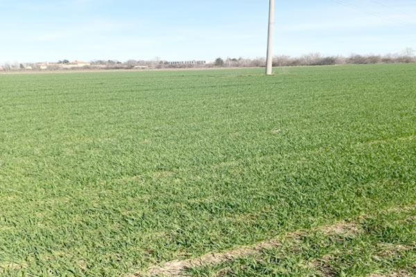 MultipartFile resource [file_data]