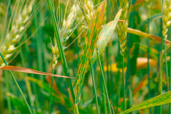 MultipartFile resource [file_data]