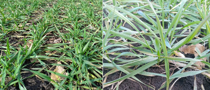 MultipartFile resource [file_data]