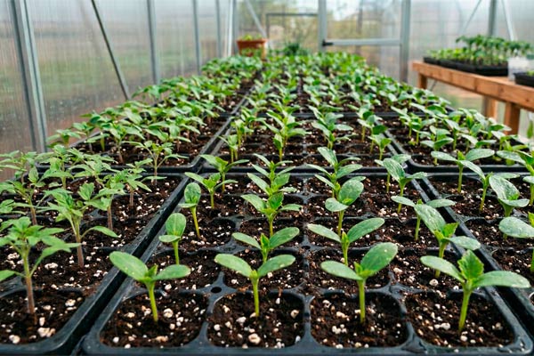 MultipartFile resource [file_data]