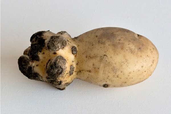 MultipartFile resource [file_data]