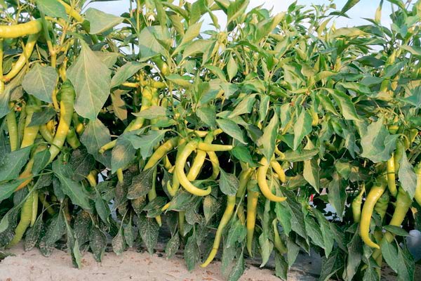 MultipartFile resource [file_data]