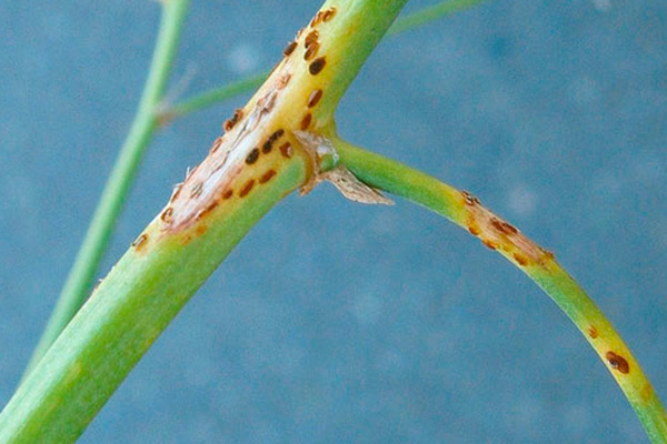 MultipartFile resource [file_data]