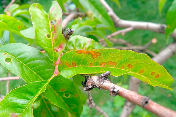 MultipartFile resource [file_data]