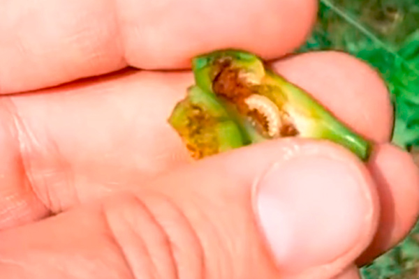 MultipartFile resource [file_data]