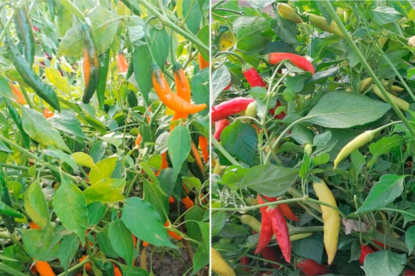 MultipartFile resource [file_data]