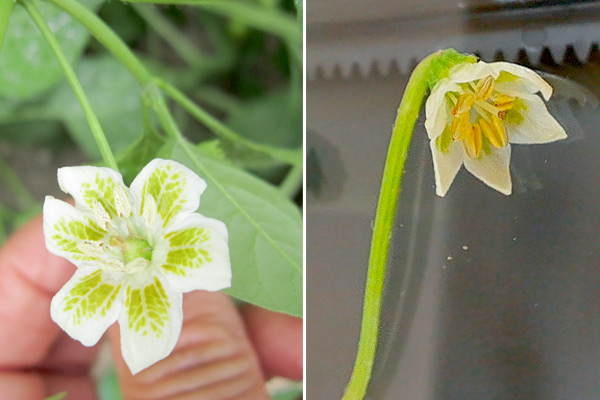 MultipartFile resource [file_data]