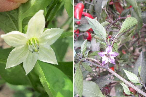 MultipartFile resource [file_data]