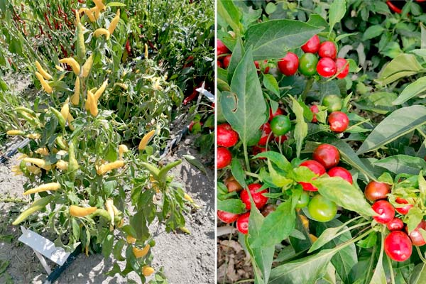 MultipartFile resource [file_data]