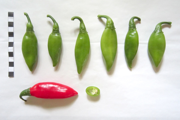 MultipartFile resource [file_data]