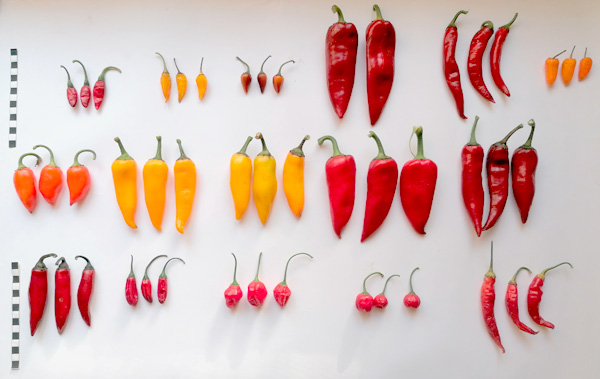 MultipartFile resource [file_data]