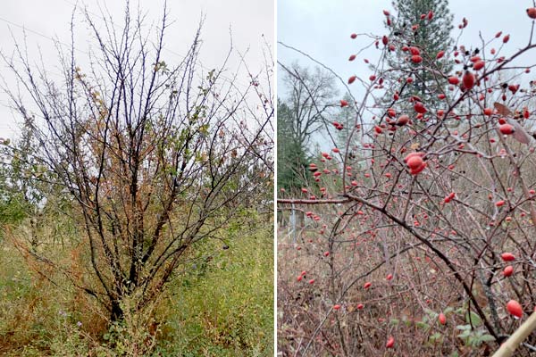 MultipartFile resource [file_data]