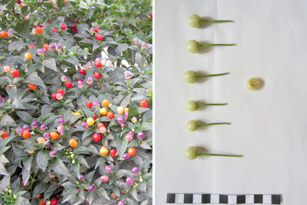 MultipartFile resource [file_data]