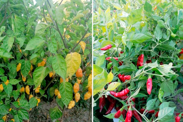 MultipartFile resource [file_data]