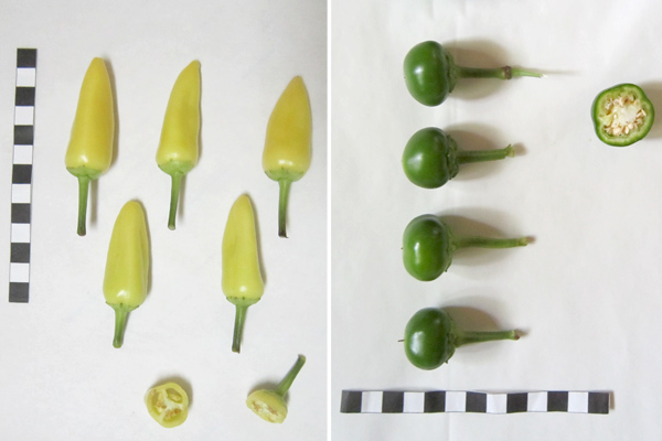 MultipartFile resource [file_data]