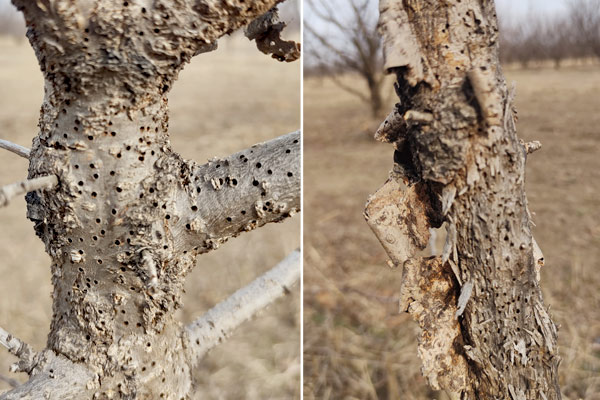 MultipartFile resource [file_data]