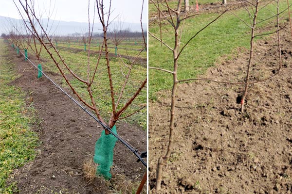 MultipartFile resource [file_data]