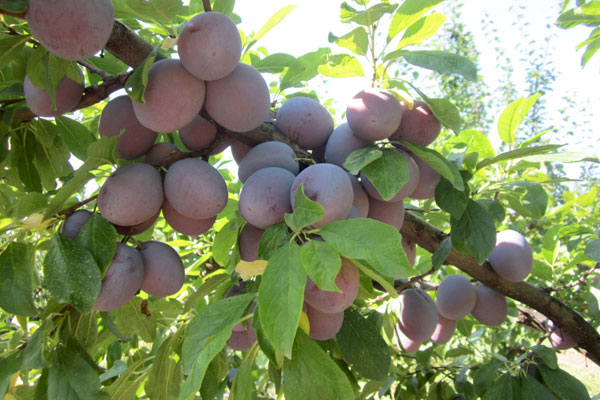 MultipartFile resource [file_data]