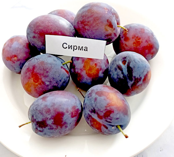 MultipartFile resource [file_data]