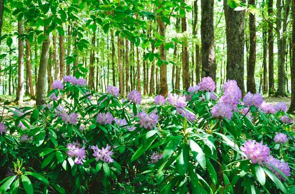 Странджанска зеленика (Rhododendron ponticum цъфти през май и юни. Зелениката е реликтен растителен вид от епохата на Терциерa, съхранил се на територията на Европа единствено в Странджа и Кавказ. [