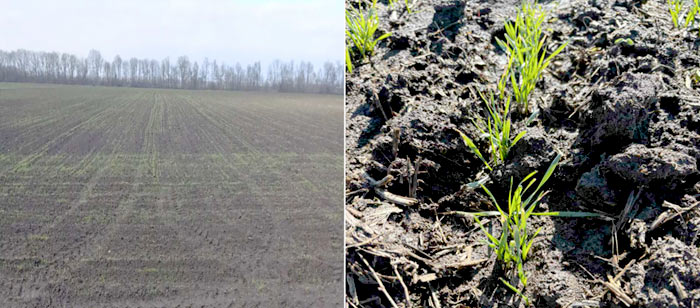 MultipartFile resource [file_data]