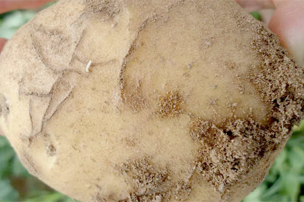 MultipartFile resource [file_data]