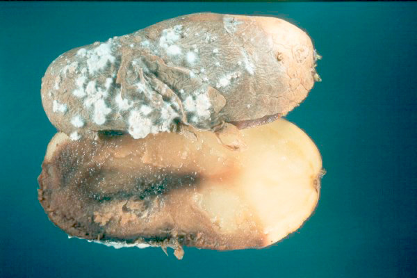 MultipartFile resource [file_data]