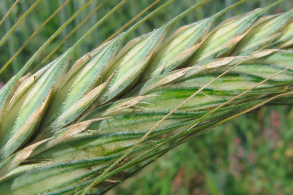 Тритрикале – Triticosecale  ее изкуствен хибрид между пшеница и ръж.Той съчетава високия продуктивен потенциал и добри качества за хлебопроизводство на пшеницата с понижените изисквания към почвите и пластичност към климатични условия и плевели на ръжта.
