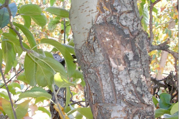 MultipartFile resource [file_data]