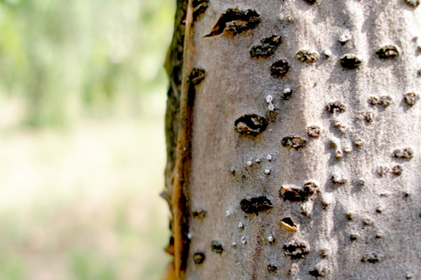 MultipartFile resource [file_data]