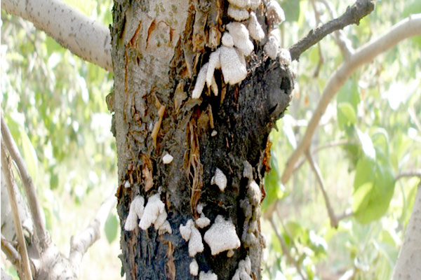 MultipartFile resource [file_data]