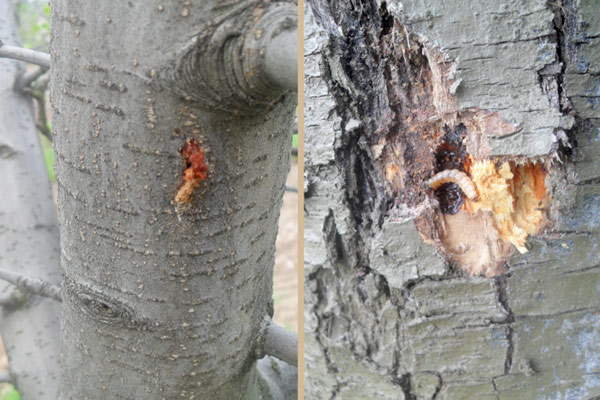 MultipartFile resource [file_data]