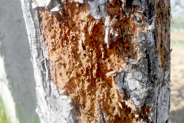 MultipartFile resource [file_data]