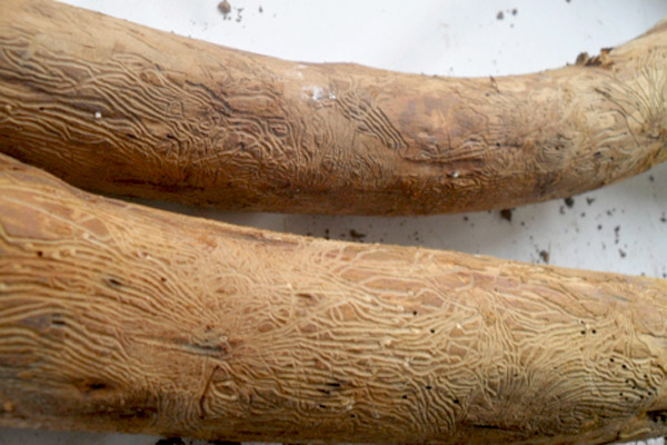 MultipartFile resource [file_data]