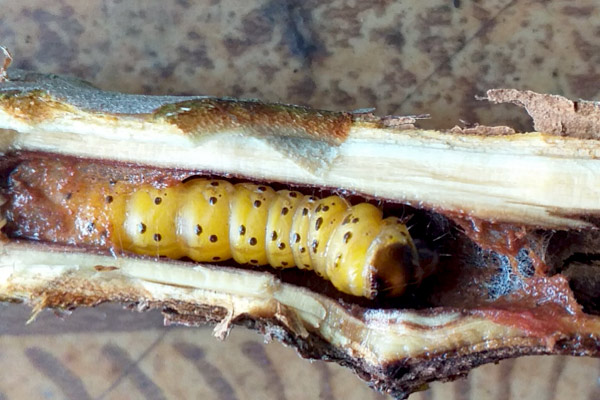 MultipartFile resource [file_data]