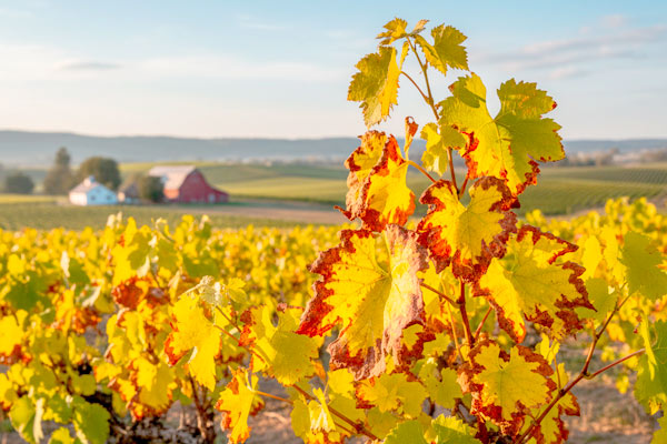 MultipartFile resource [file_data]