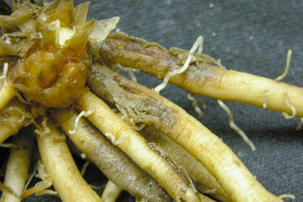 MultipartFile resource [file_data]