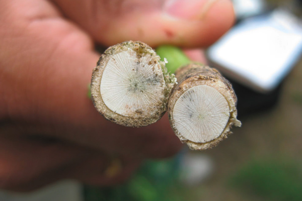 По отношение на фомозата е най-широко застъпено мнението, че инфекции до фаза 6-и същински лист могат да доведат до кухини в стъблото през пролетта. 