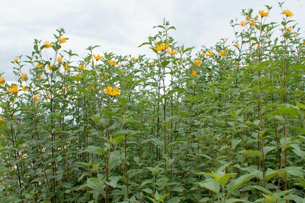 MultipartFile resource [file_data]