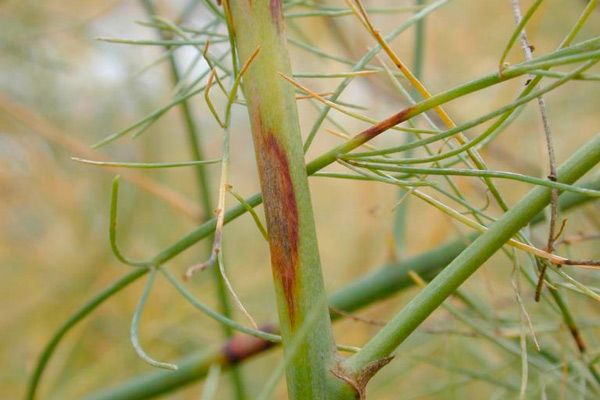 MultipartFile resource [file_data]