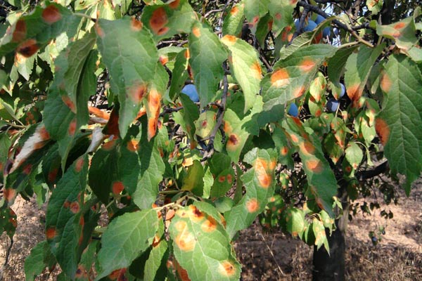червени листни петна по сливата