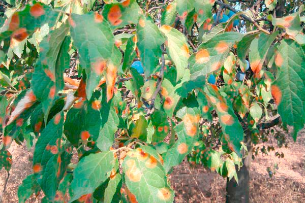 MultipartFile resource [file_data]