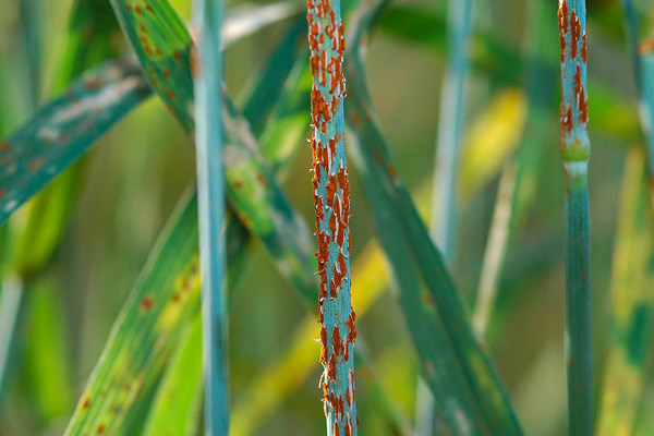 черна стъблена ръжда -Puccinia graminis