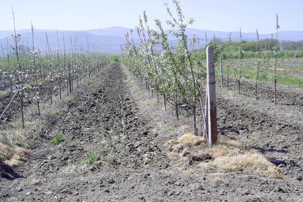 MultipartFile resource [file_data]