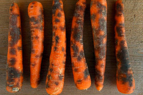 черно гниене по моркови