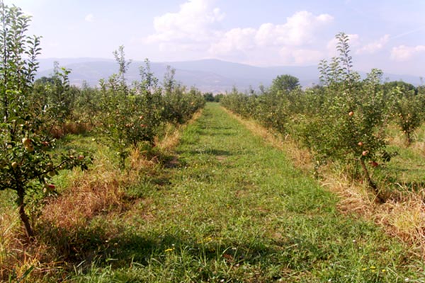 MultipartFile resource [file_data]