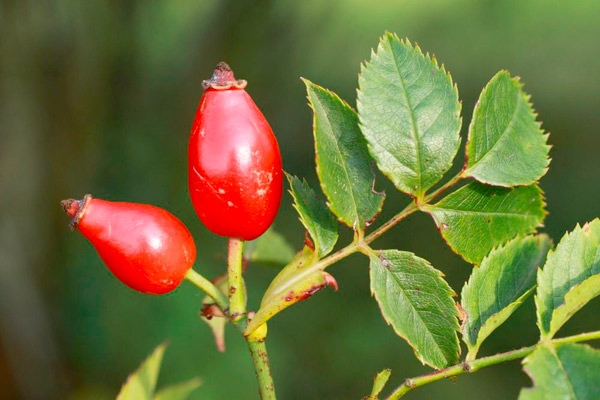 MultipartFile resource [file_data]