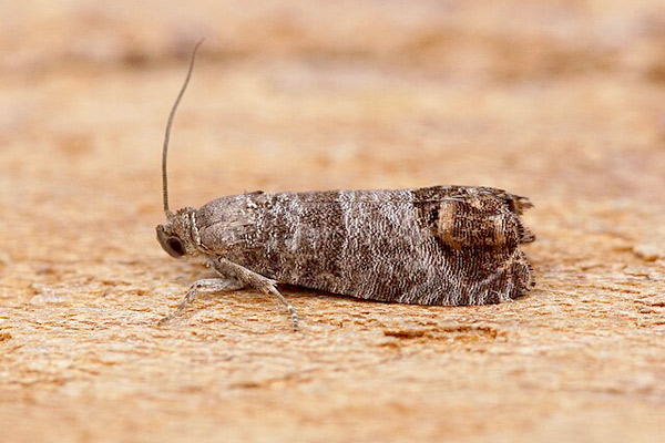 MultipartFile resource [file_data]