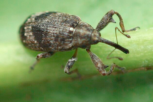 жветопробивач